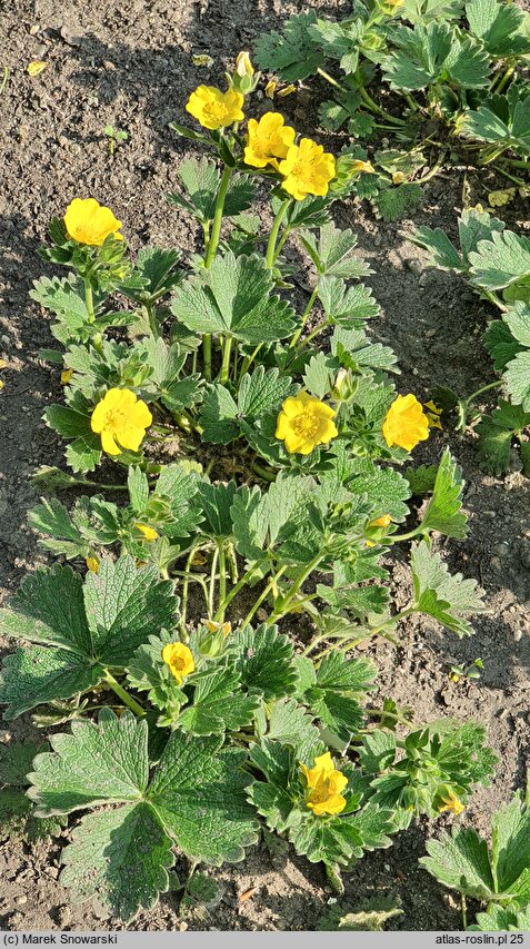 Potentilla fragiformis (pięciornik poziomkowaty)