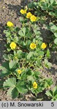 Potentilla fragiformis (pięciornik poziomkowaty)