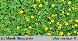 Potentilla aurea (pięciornik złoty)