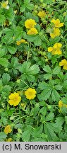 Potentilla aurea (pięciornik złoty)