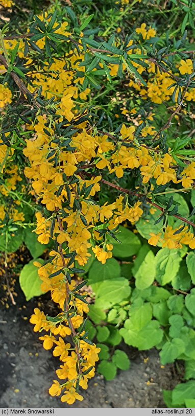 Berberis ×stenophylla (berberys wąskolistny)