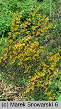 Berberis ×stenophylla (berberys wąskolistny)