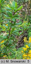 Berberis ×stenophylla (berberys wąskolistny)