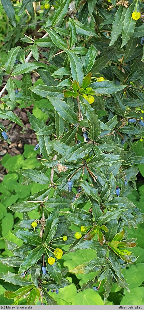 Berberis ×frikartii (berberys Frikarta)