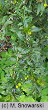 Berberis ×frikartii (berberys Frikarta)