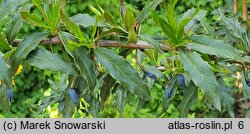 Berberis ×frikartii (berberys Frikarta)