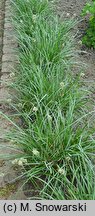 Sesleria caerulea (sesleria błotna)