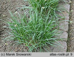 Sesleria caerulea (sesleria błotna)