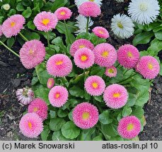 Bellis perennis Tasso Red