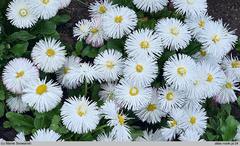 Bellis perennis Habanera White