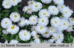 Bellis perennis Habanera White