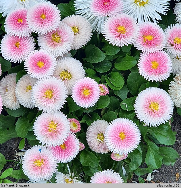 Bellis perennis Bellissima Rose Bicolour