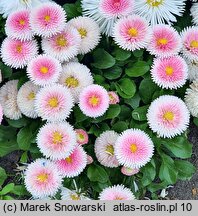 Bellis perennis Bellissima Rose Bicolour