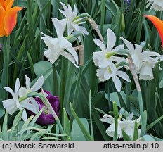 Narcissus Pueblo