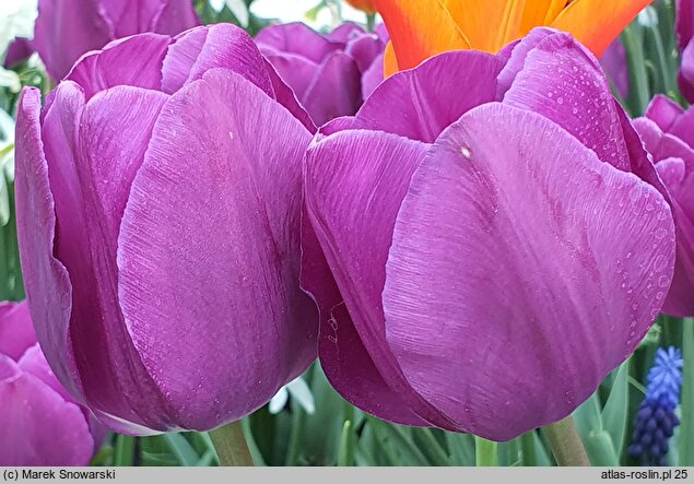 Tulipa Purple Lady