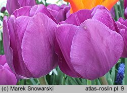 Tulipa Purple Lady