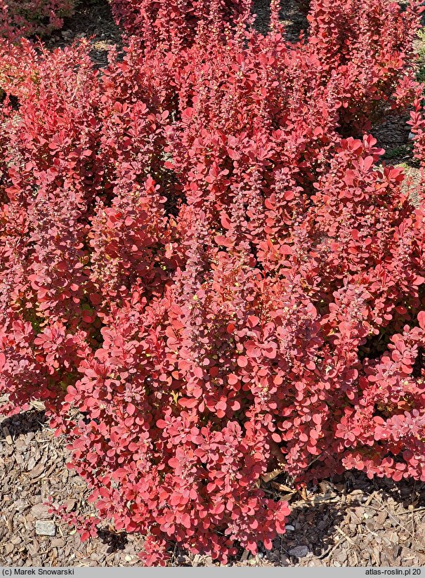 Berberis thunbergii Orange Rocket