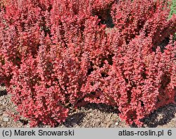 Berberis thunbergii Orange Rocket