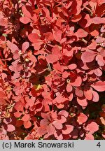 Berberis thunbergii Orange Rocket