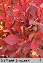 Berberis thunbergii Orange Rocket