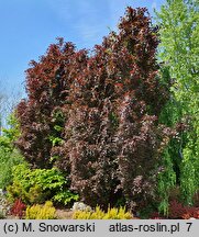 Fagus sylvatica Rohan Obelisk