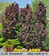 Fagus sylvatica s.str. Rohan Obelisk