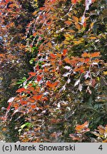 Fagus sylvatica Rohan Obelisk