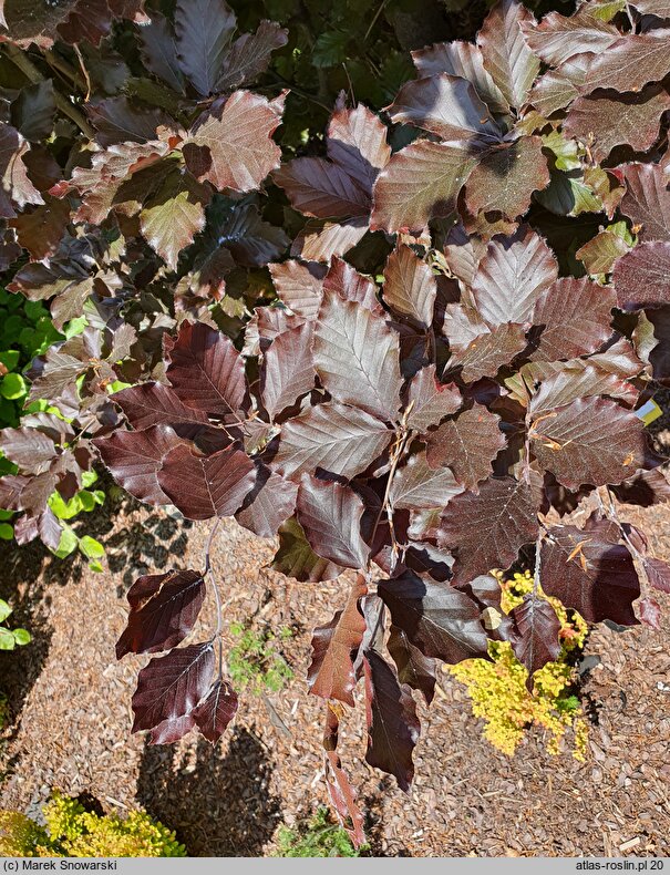 Fagus sylvatica s.str. Rohan Obelisk