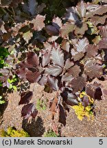 Fagus sylvatica Rohan Obelisk