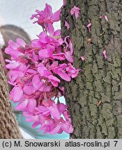 Cercis siliquastrum (judaszowiec południowy)