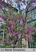 Cercis siliquastrum (judaszowiec południowy)