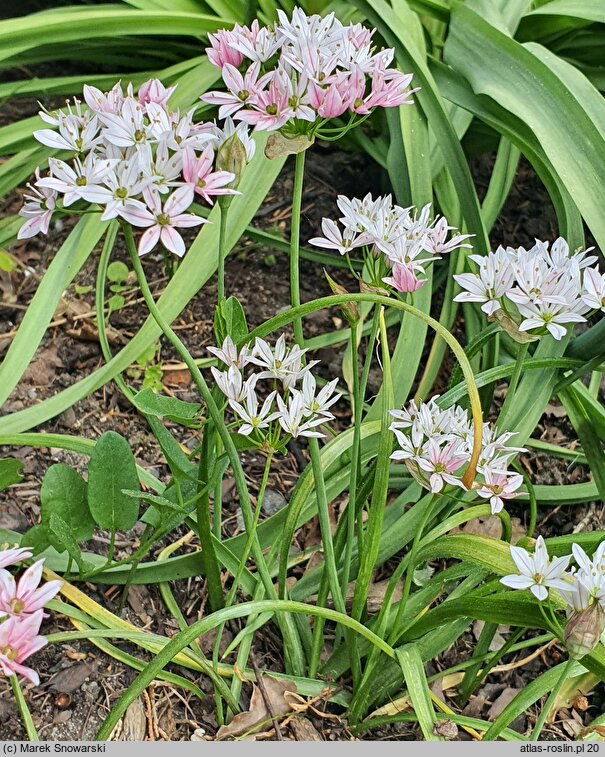 Allium trifoliatum