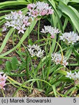 Allium trifoliatum