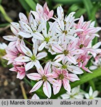 Allium trifoliatum