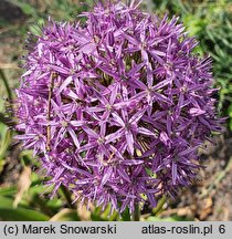 Allium hort. Globemaster
