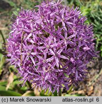 Allium Globemaster