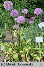 Allium hort. Globemaster