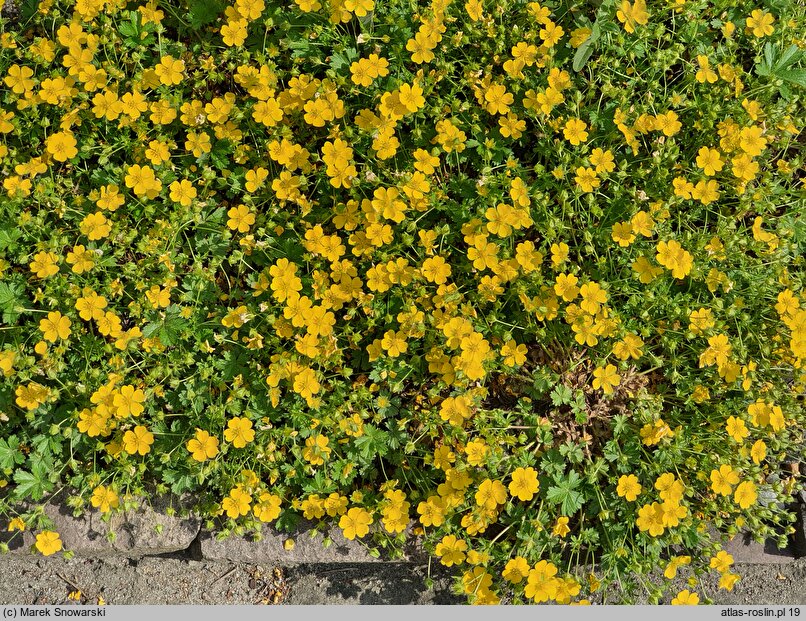 Potentilla crantzii Goldrausch