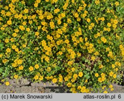 Potentilla crantzii Goldrausch