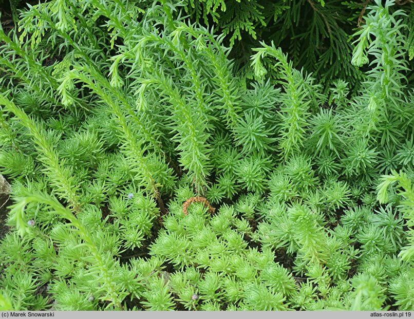 Sedum stenopetalum