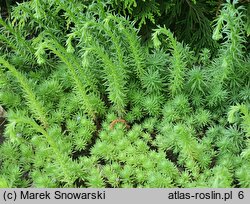 Sedum stenopetalum