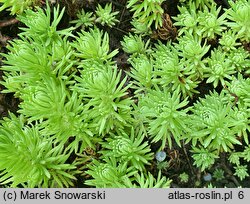 Sedum stenopetalum