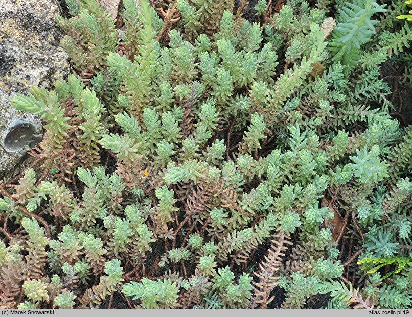 Petrosedum ochroleucum (rozchodnik żółtawy)