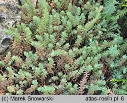 Petrosedum ochroleucum (rozchodnik żółtawy)