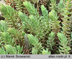 Petrosedum ochroleucum (rozchodnik żółtawy)