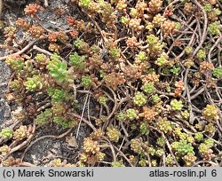 Sedum atratum (rozchodnik czarniawy)