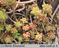 Sedum atratum (rozchodnik czarniawy)