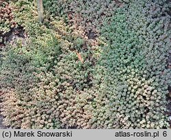 Sedum dasyphyllum (rozchodnik brodawkowaty)