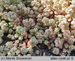 Sedum dasyphyllum (rozchodnik brodawkowaty)