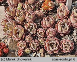 Sempervivum Granat